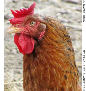 A free-range hen in Pella, Macedonia, Greece at The Cheshire Cat Blog