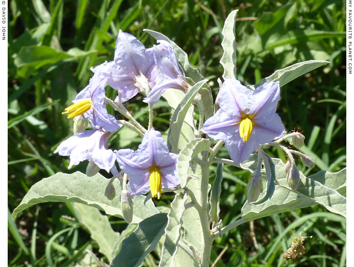 Wild flowers in Dion Archaeological Park, Macedonia at The Cheshire Cat Blog