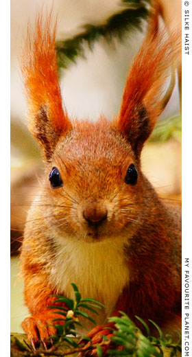 Fluffy-eared squirrel at The Cheshire Cat Blog