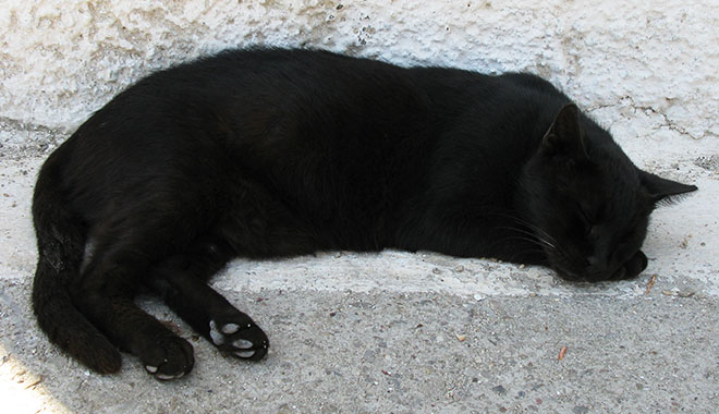 Sleeping black cat in Kastellorizo, Greece at My Favourite Planet