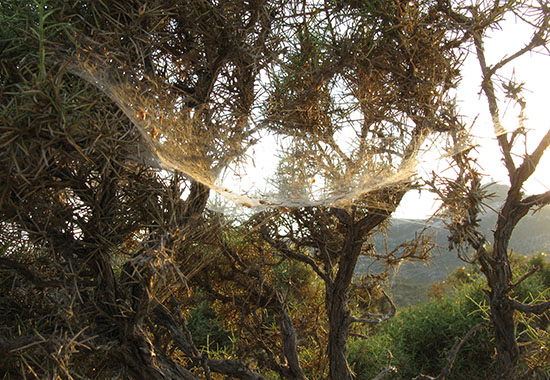 Huge spider's web hangs from the trees at the top of the cliff above Kastellorizo, Greece at My Favourite Planet