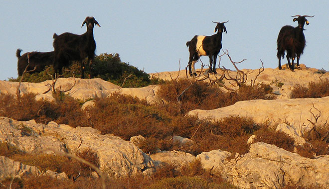 Goats on the horizon above Kastellorizo, Greece at My Favourite Planet