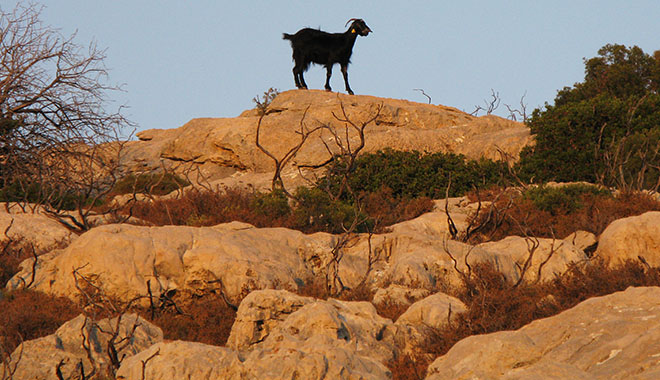 The Lone Goat struts his stuff above Kastellorizo, Greece at My Favourite Planet