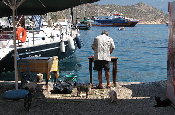 Man cutting up a large fish attracts feline friends in Kastellorizo harbour, Greece at My Favourite Planet
