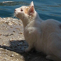 Feline fish fan, Kastellorizo, Greece at My Favourite Planet