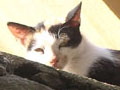 A Kavala cat, Macedonia, Greece at My Favourite Planet