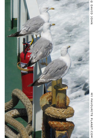 Seagulls aboard the ferry from Kavala to Thasos, Macedonia, Greece at My Favourite Planet