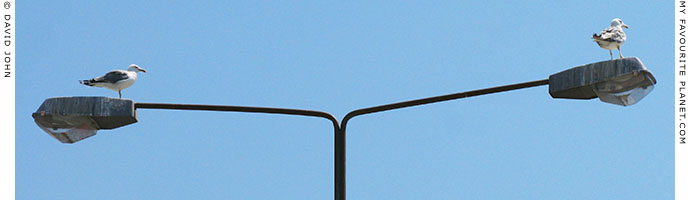 Seagulls on a streetlamp in Kavala, Macedonia, Greece at My Favourite Planet