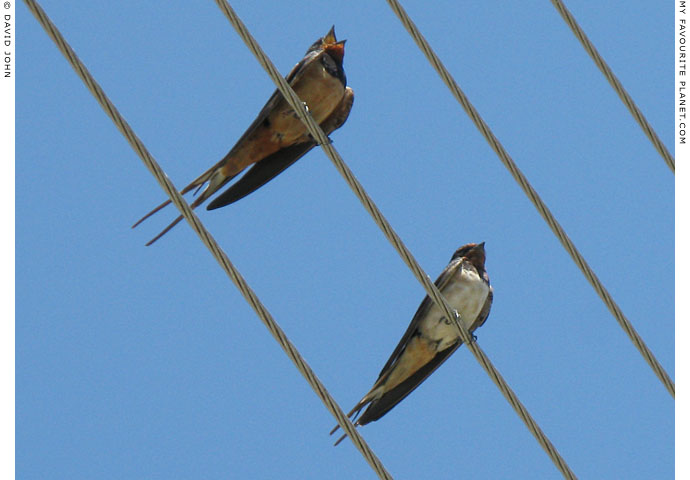 Swallows in Amphipolis, Macedonia, Greece at My Favourite Planet
