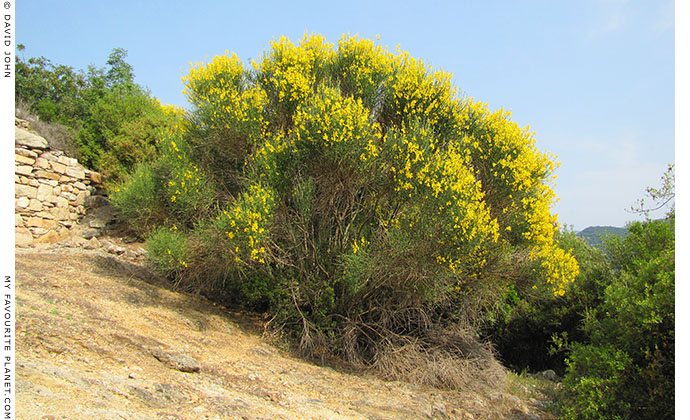 A blossoming bush near the Byzantine fort in Stageira, Halkidiki, Macedonia, Greece at My Favourite Planet