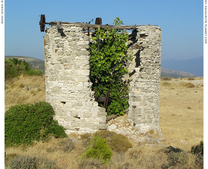 A tree grows in the ruin of an old windmill in Chora, Samos, Greece at My Favourite Planet
