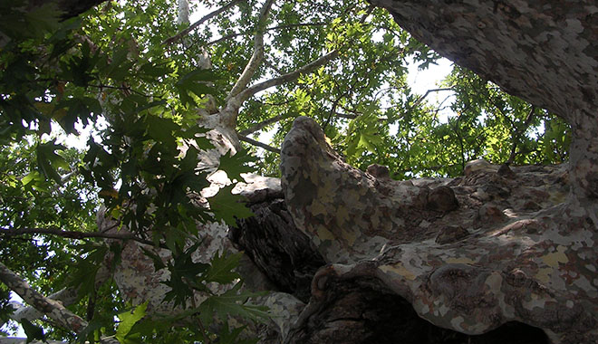 An ancient plane tree in Chora, Samothraki island, Greece at My Favourite Planet