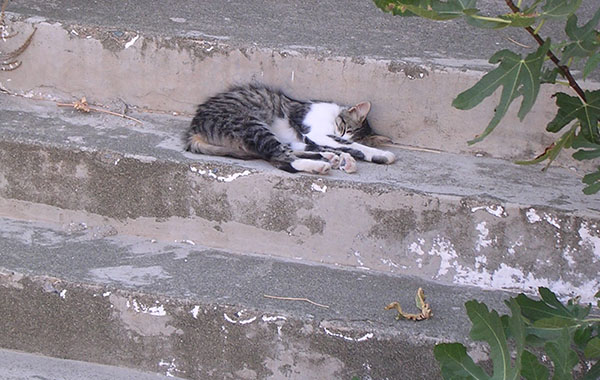 Sleeping cat in Chora village, Samothraki island, Greece at My Favourite Planet