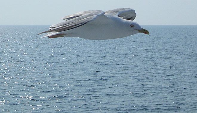 A seagull flies over the Thracian Sea near Samothraki island, Greece at My Favourite Planet