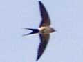 Summer swallow flies over Macedonia at My Favourite Planet