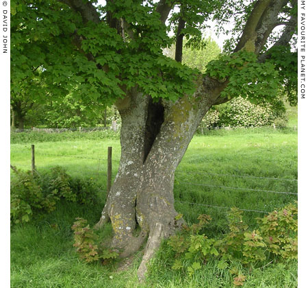 Sycamore tree near Swallowhead Springs, Avebury, Wiltshire at My Favourite Planet