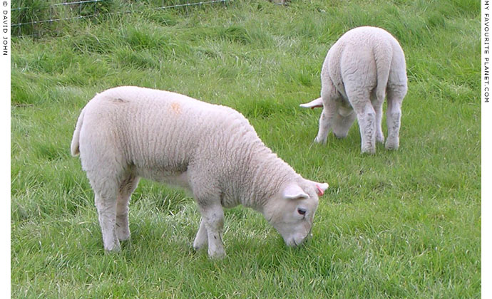 Sheep grazing in Avebury Henge, Wiltshire at My Favourite Planet