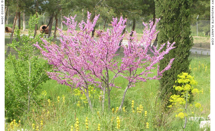 Spring blossoms in Ephesus, Turkey at My Favourite Planet