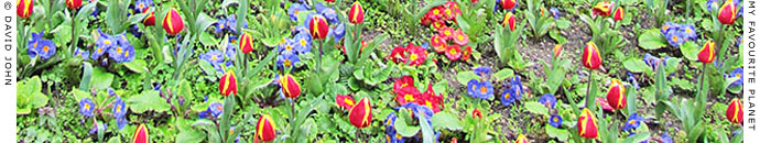 Tulips in Sultanahmet, Istanbul at My Favourite Planet
