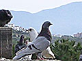 photos of Kusadasi, Turkey at My Favourite Planet