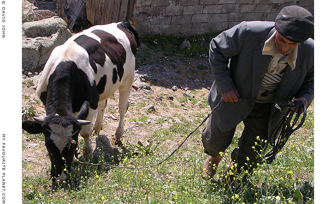 A farmer leading his cow outside Bergama, Turkey at My Favourite Planet