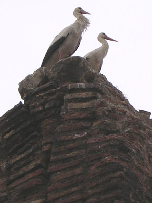 Stork couple on ruins of the Byzantine aqueduct in Selcuk, Turkey at My Favourite Planet