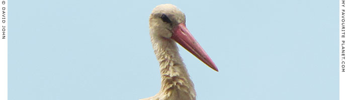 Selcuk stork at My Favourite Planet