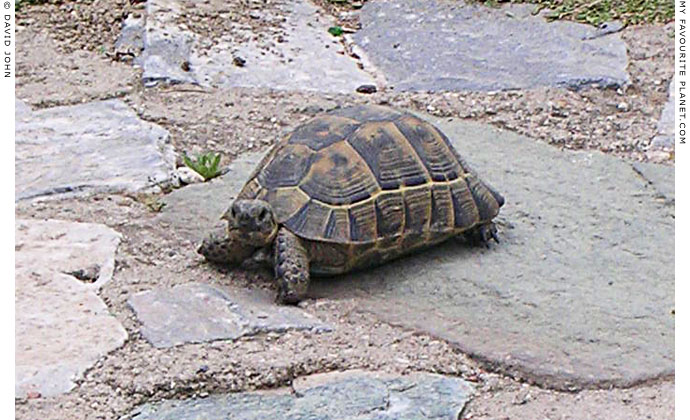 A tortoise in the streets of Selcuk, Turkey at My Favourite Planet