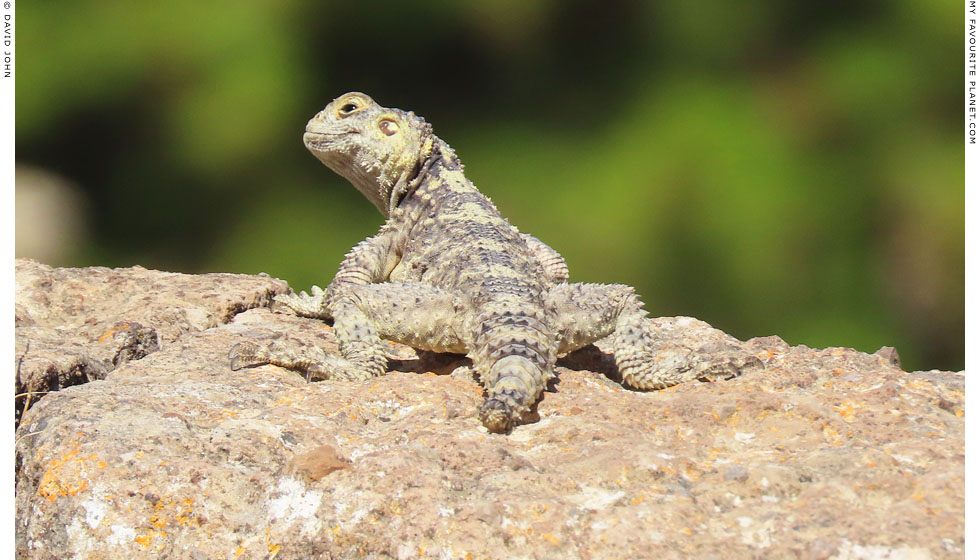 A starred agama lizard (Laudakia stellio) in the Asklepieion in Kos at My Favourite Planet