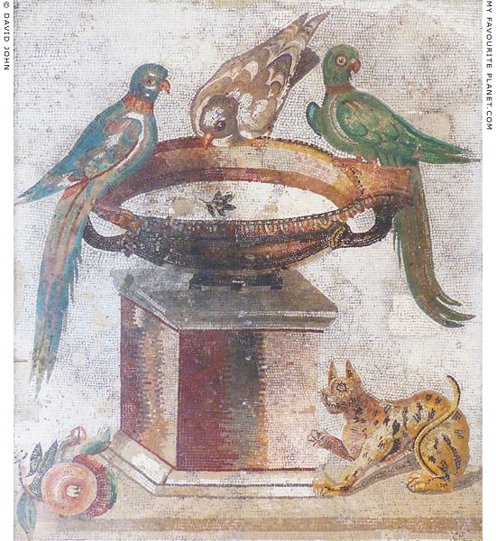 A mosaic of three birds in Naples at My Favourite Planet